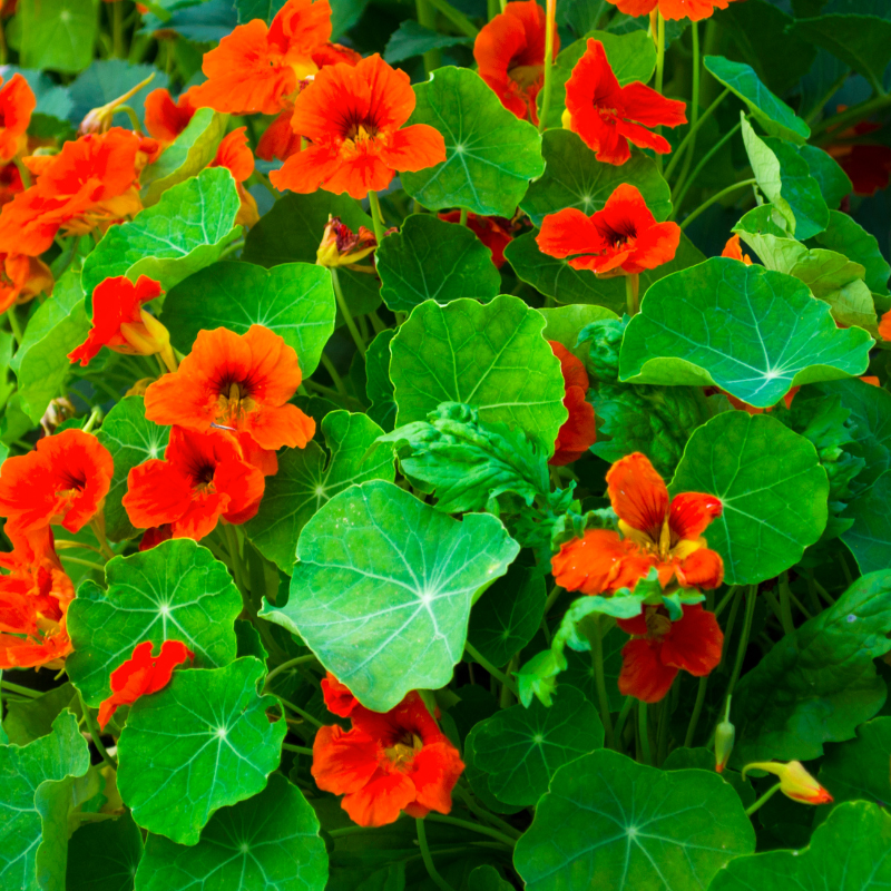 amber plants