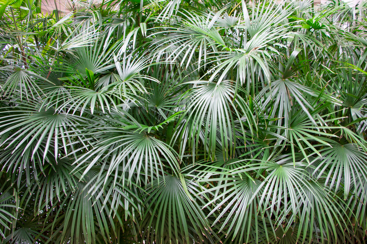 Needle Palm plants that start with N
