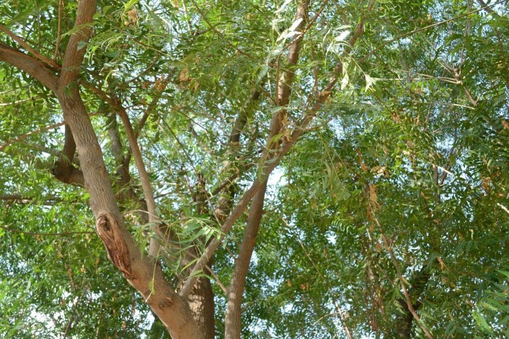 Neem Tree (Azadirachta Indica) indian plants