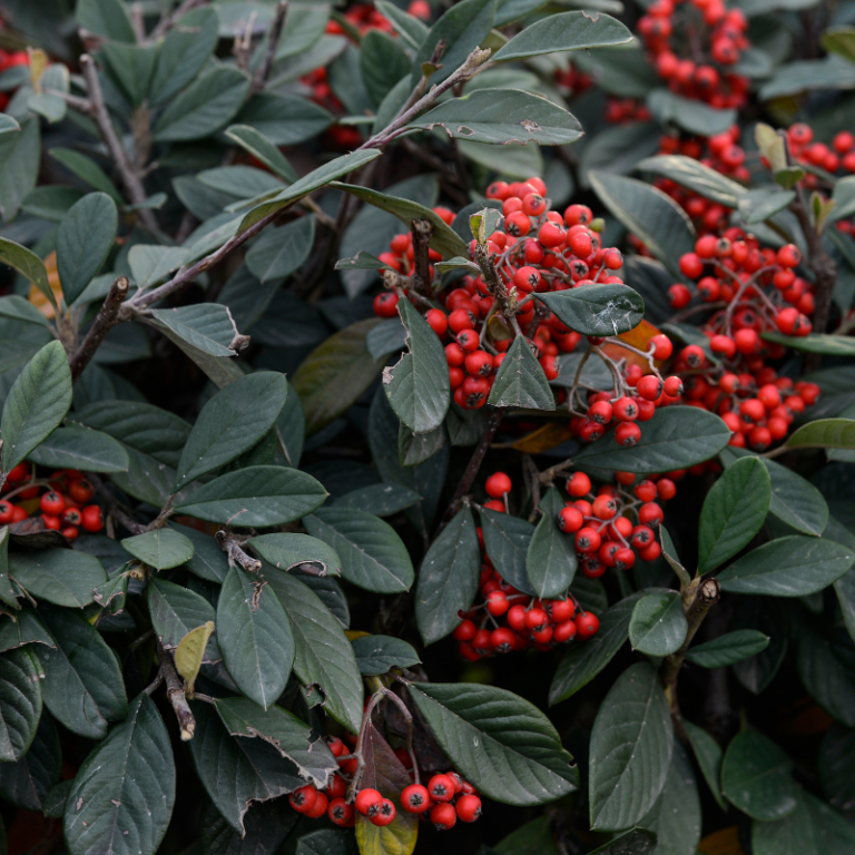 Trees That Start With N | Beautify Your Garden