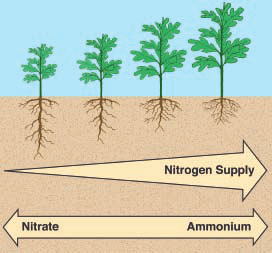 Nitrogen supply