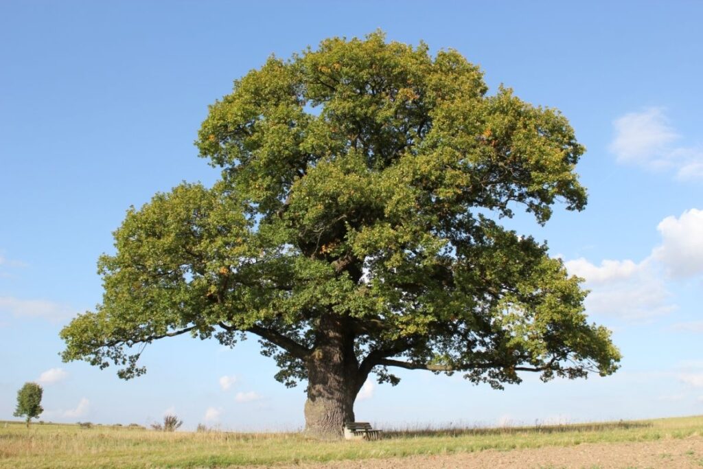 Oak English Trees