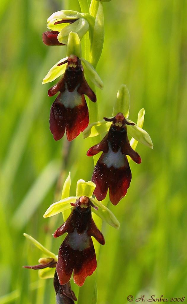 Ophrys insectifera 