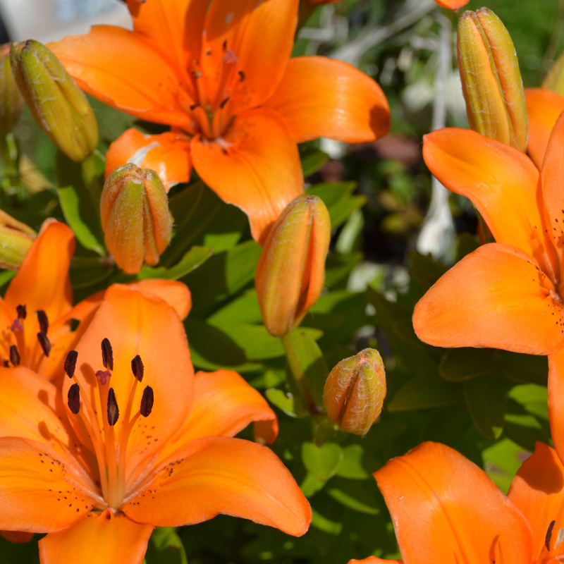 amber plants