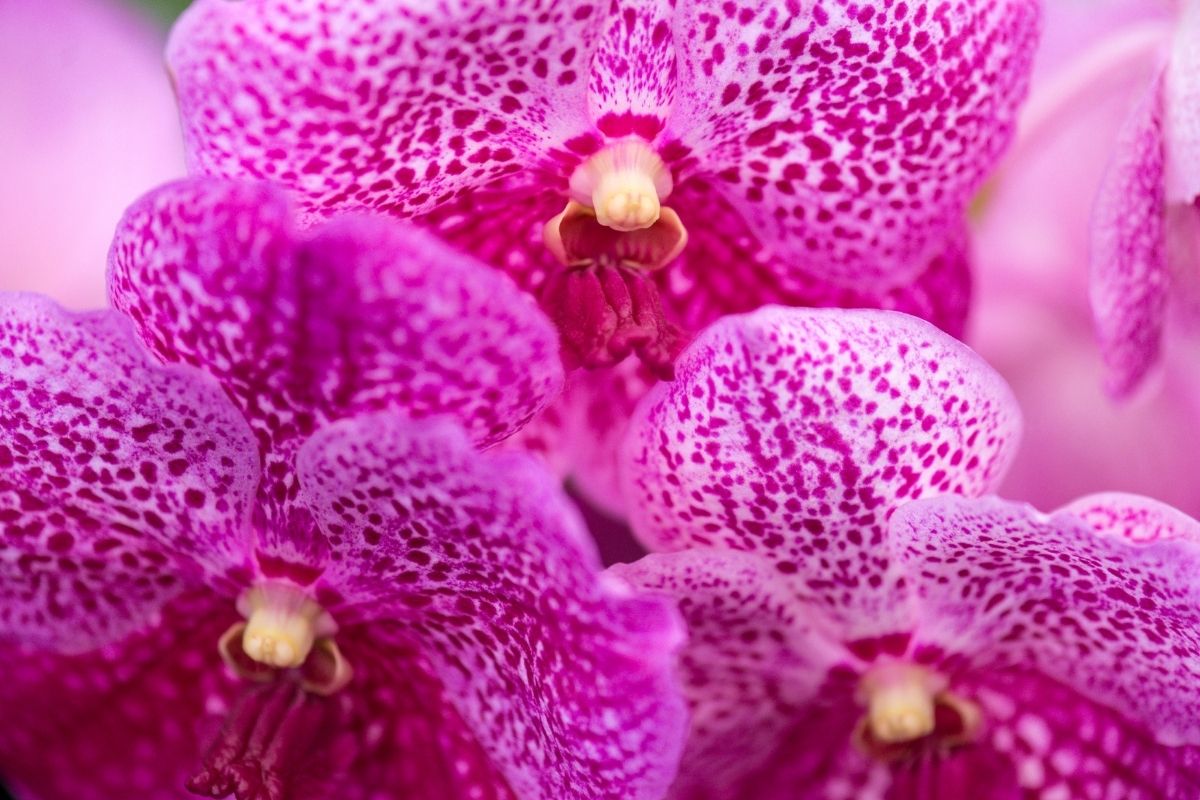 Orchid (Orchidaceae)