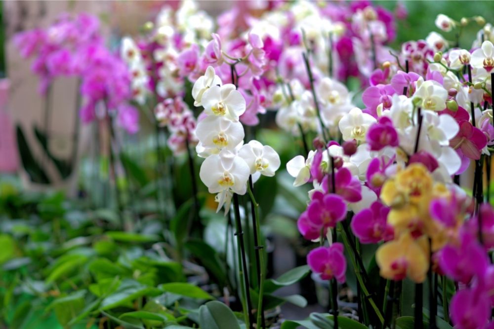 Orchid Tropical Rainforest Flowers