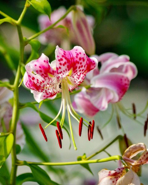 Oriental Lily (Lilium Speciosum)