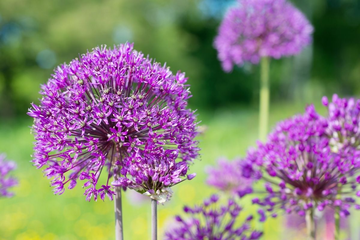 Ornamental Onion