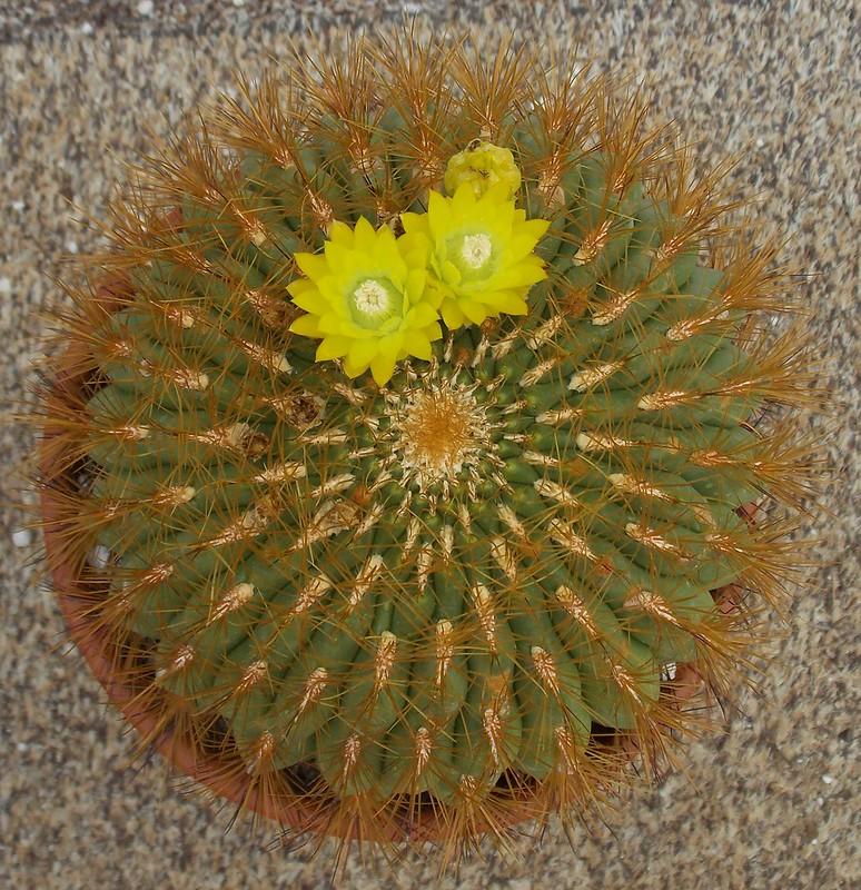 Oroya borchersii - yellow cactus types