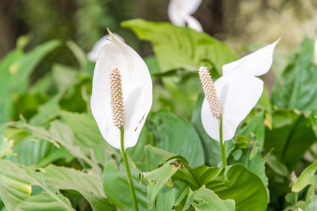 Outdoor Peace Lilies Requirement