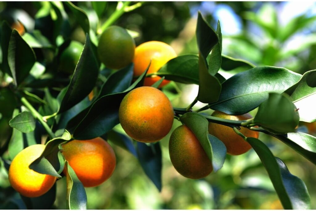 Oval Kumquat Fruits that Start with O