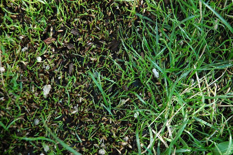 Overseed The Lawn To Fill Bare Spots