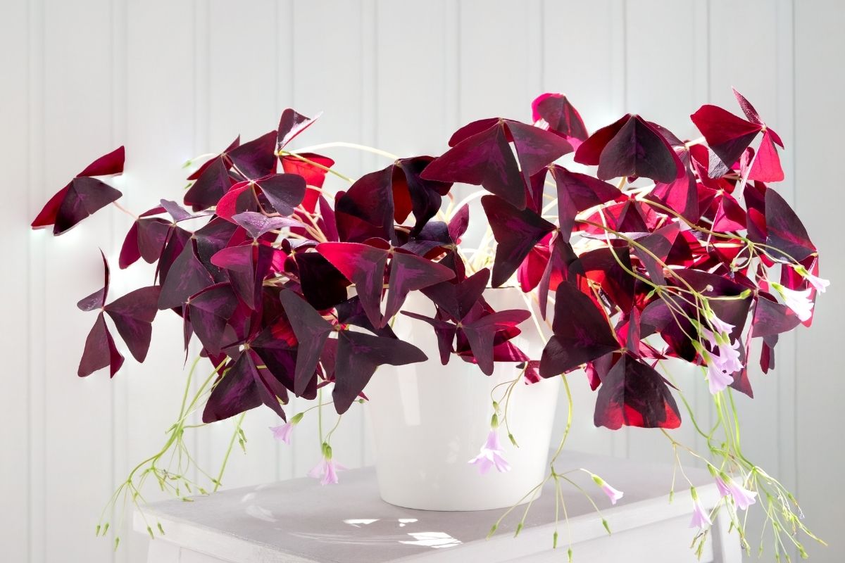 The Ultimate Guide To Oxalis Plants
