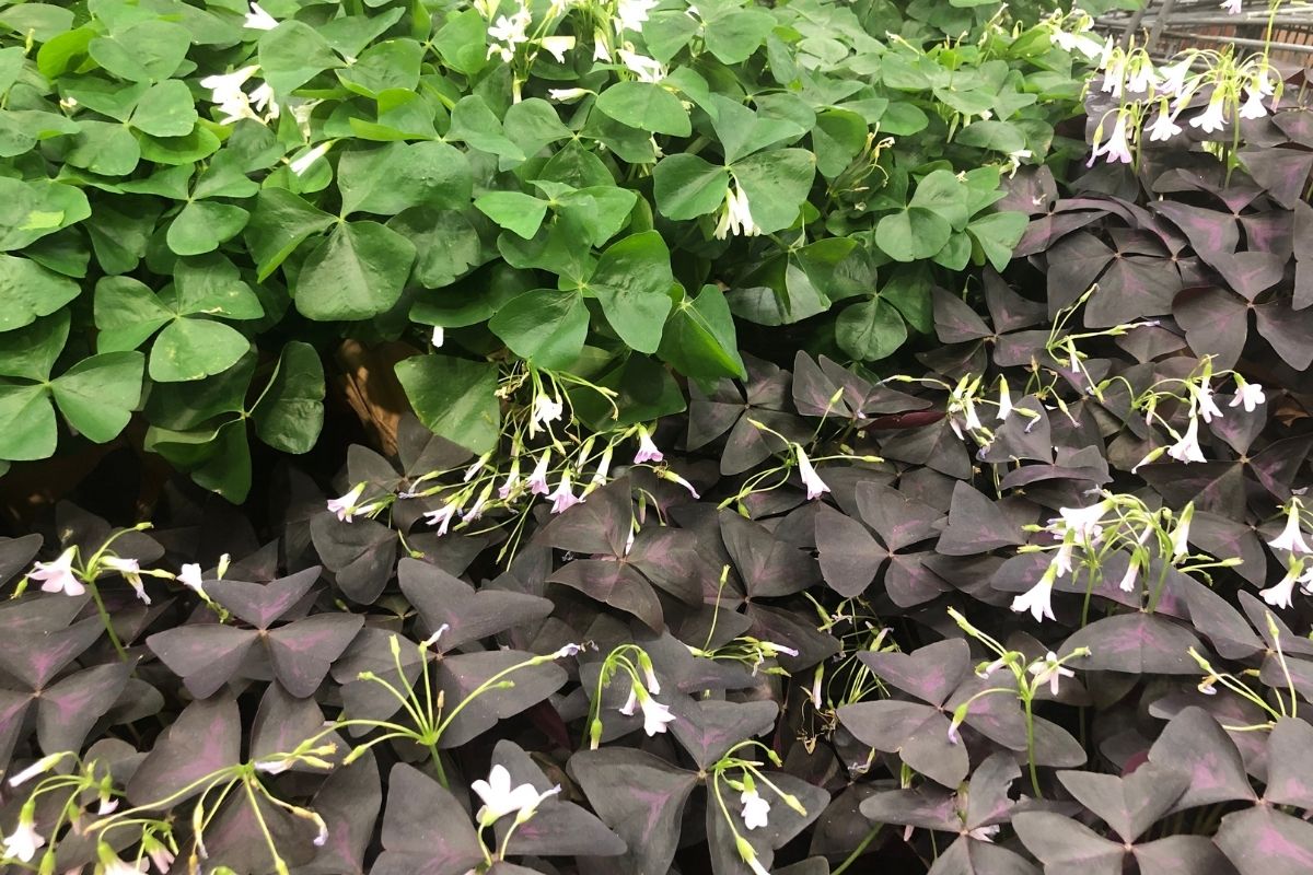 Overtly Extraordinary: The Ultimate Guide To Oxalis Plants
