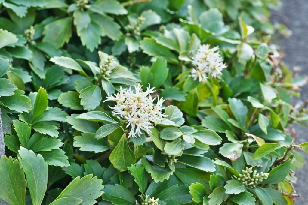 Pachysandra Terminalis