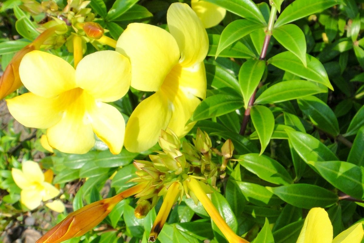 Panamanian Flowers