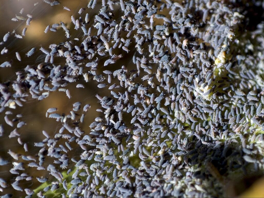 Party of springtails - how to get rid of bugs in plants
