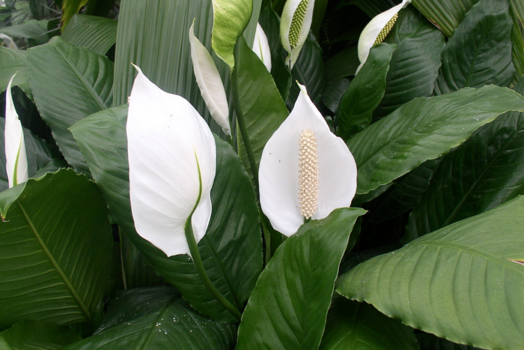 Peace Lilies General Overview