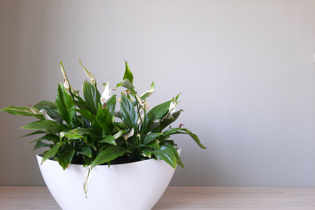 Peace Lily Propagation After-Care Tips
