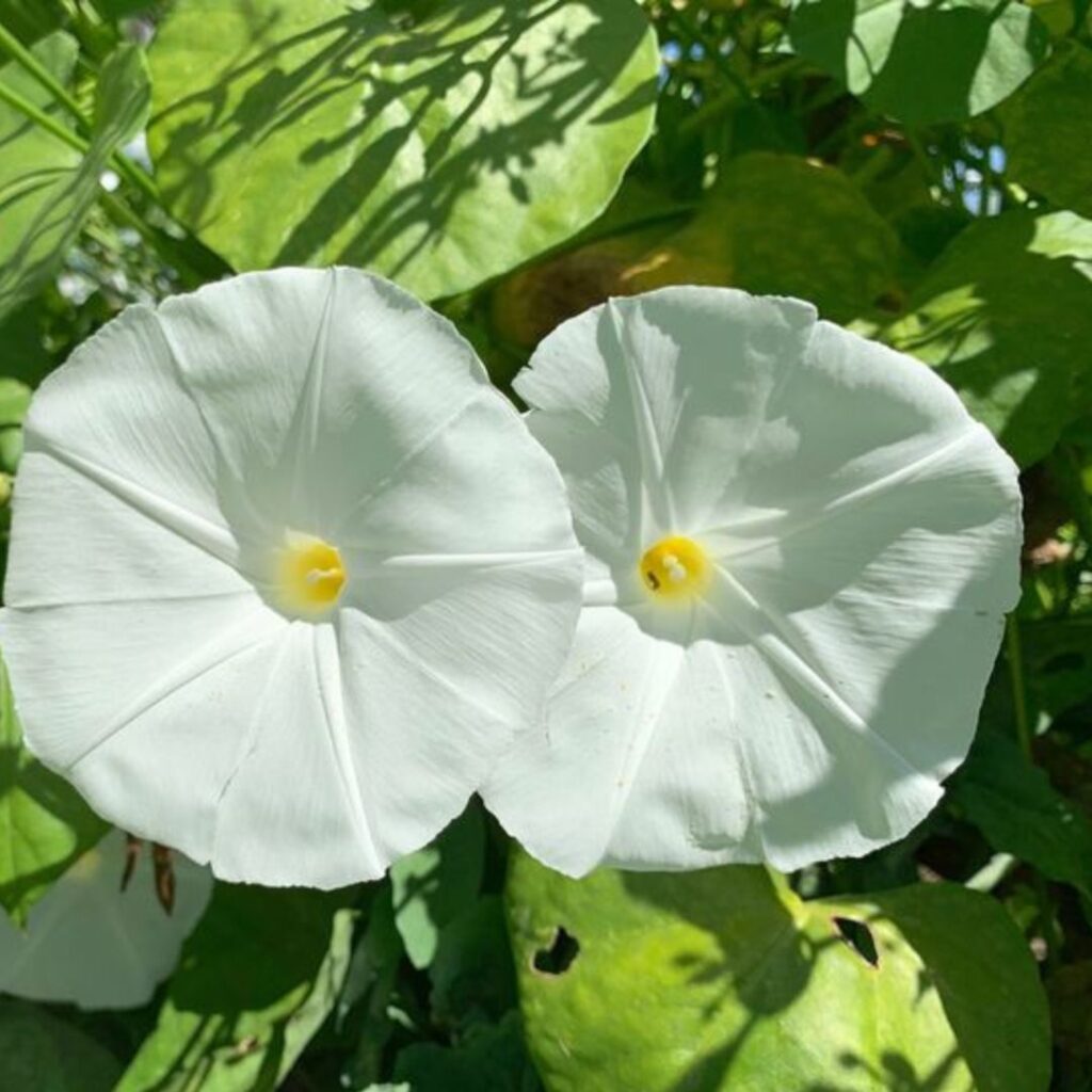 Pearly Gates (Ipomoea Tricolor)