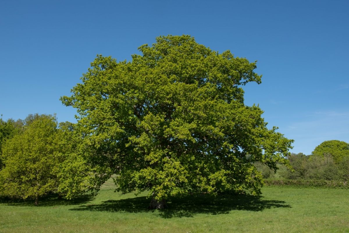 Types Of French Trees Exploring Native Varieties