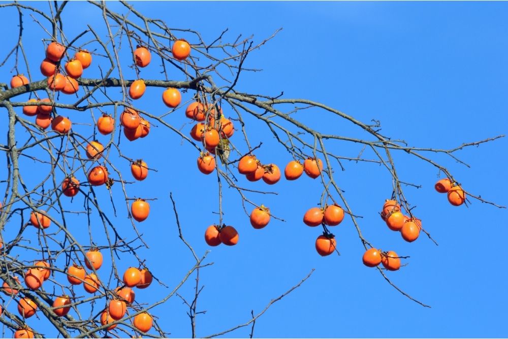 16 Perfect Persimmon Trees (Including Pictures)