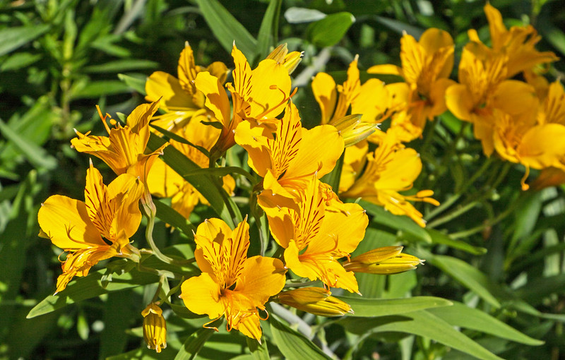 Peruvian Lilies