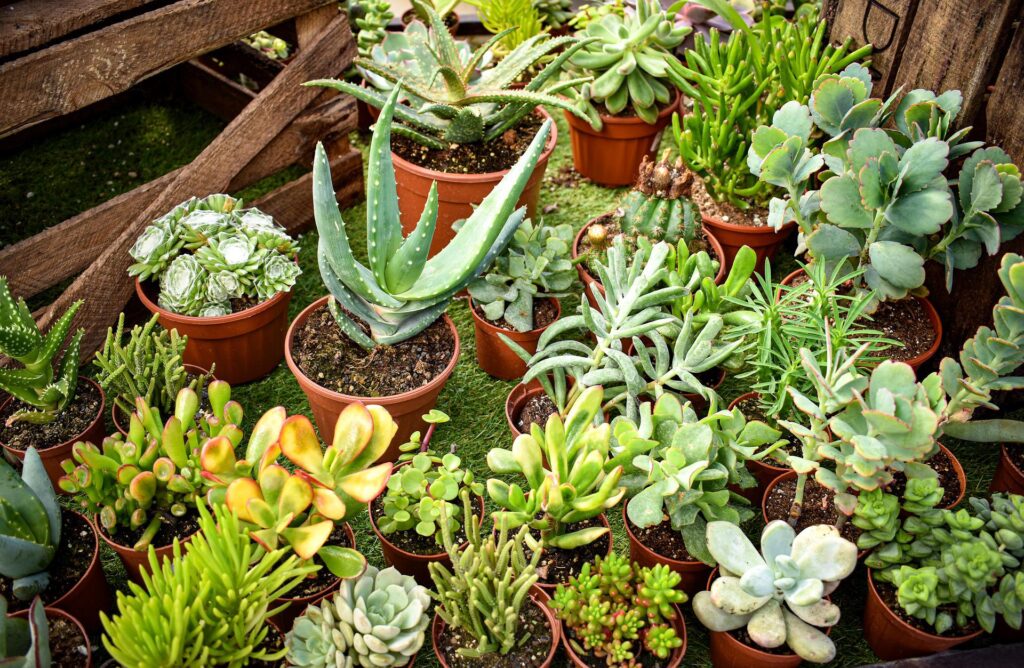 Pests in Succulents How to Get Rid of Them for Good