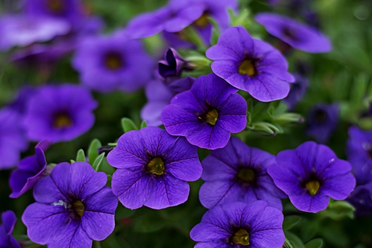 Petunia dark purple flowers