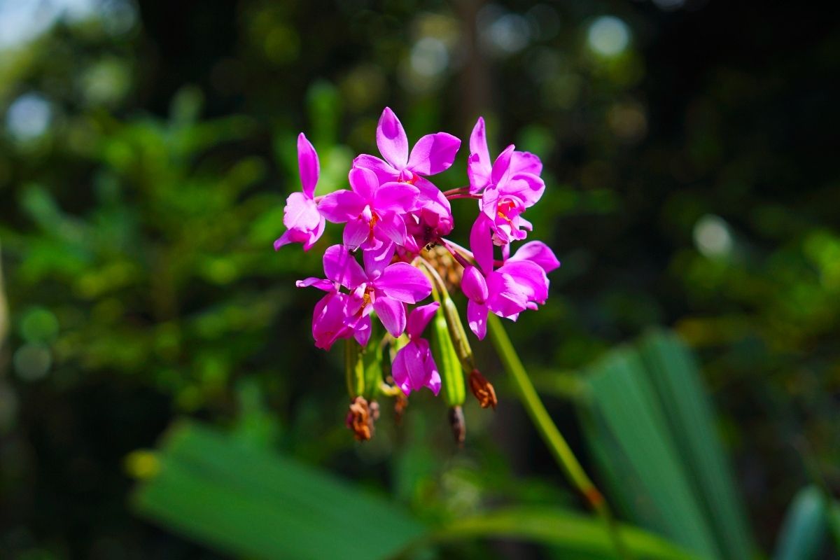 Philippine Ground Orchids