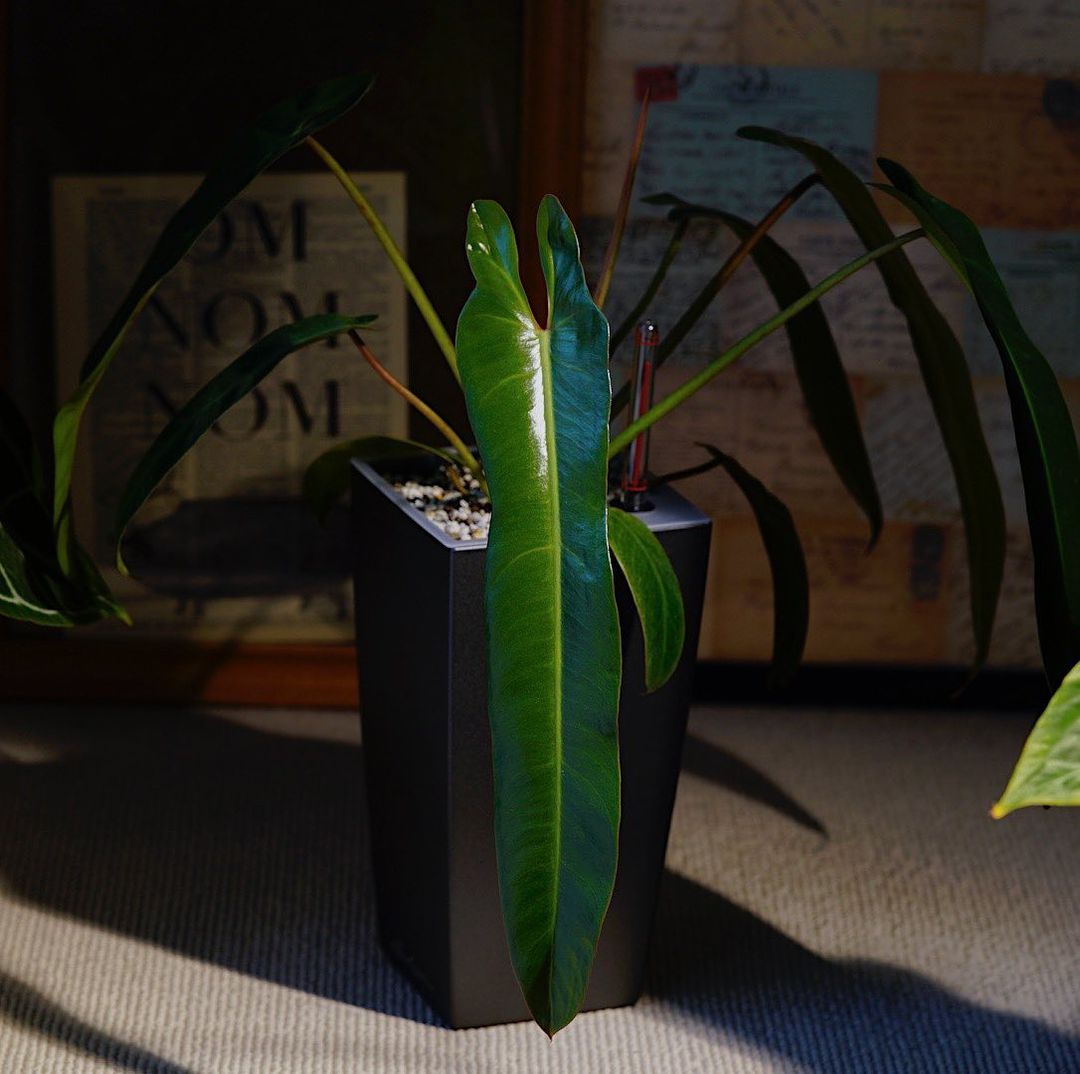 philodendron-spiritus-sancti-care-guide-and-tips