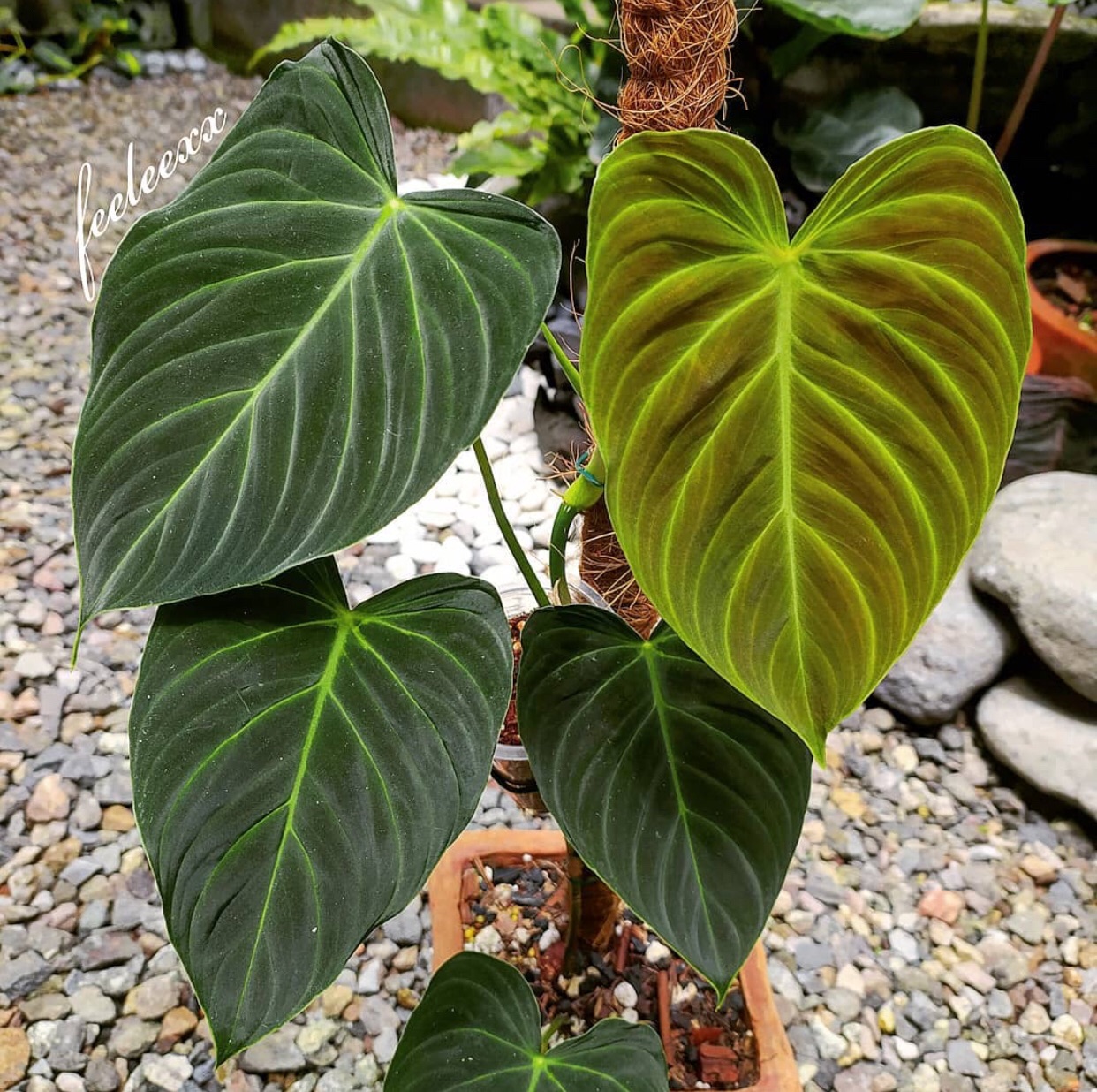 Philodendron Splendid: Care Tips for a Thriving Plant