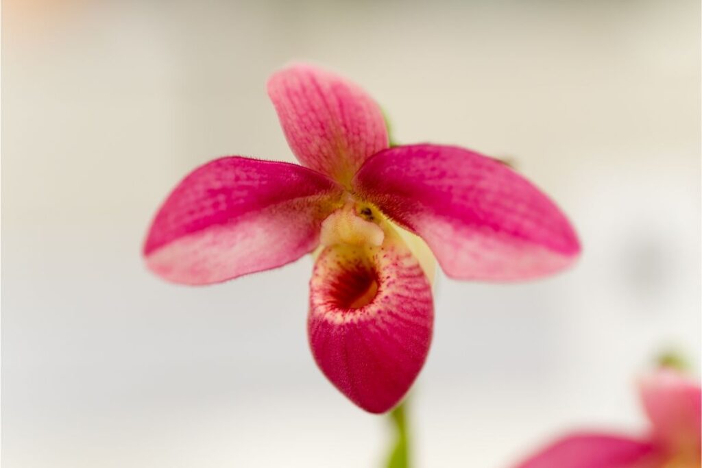 Phragmipedium Orchids