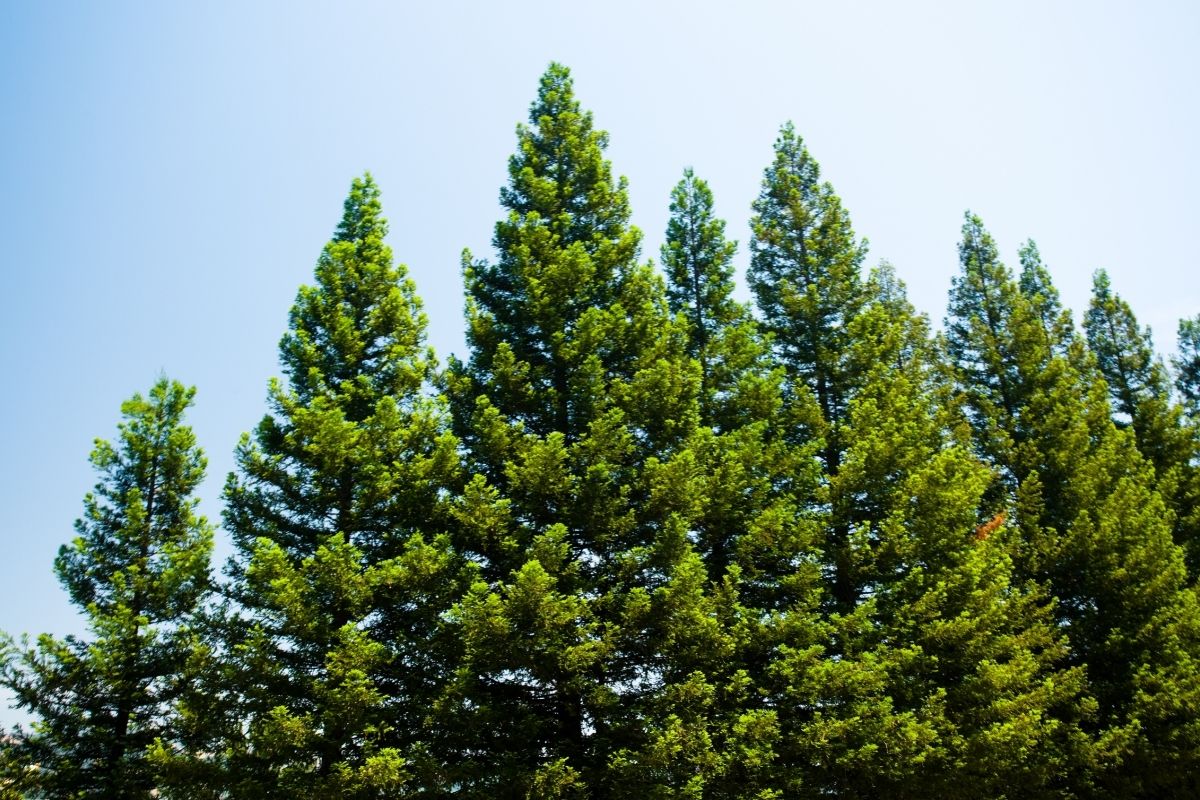 Pine Tree (Pinus Genus) 