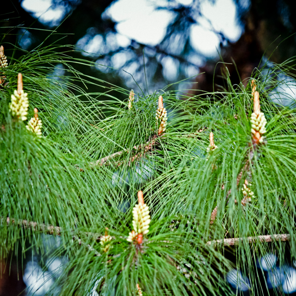 Pinus Jeffreyi