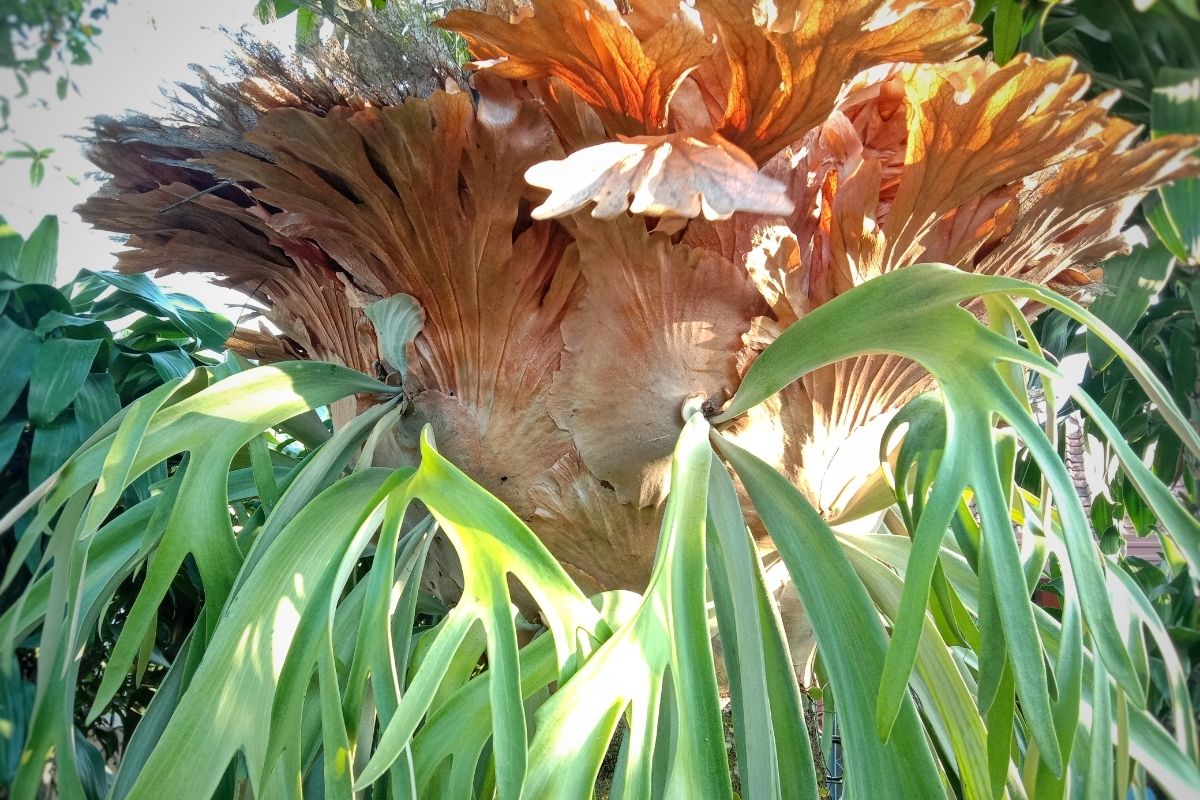 Australian Plants-Platycerium