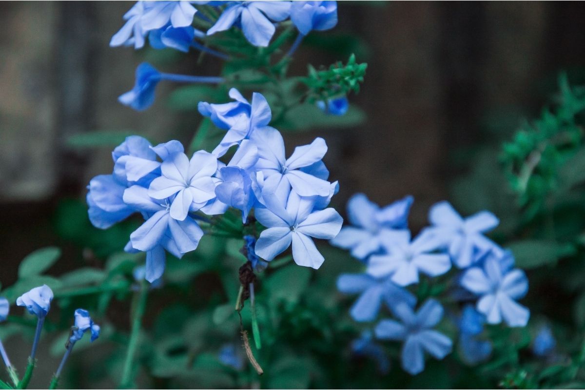 Plumbago (Plumbago Auriculata)