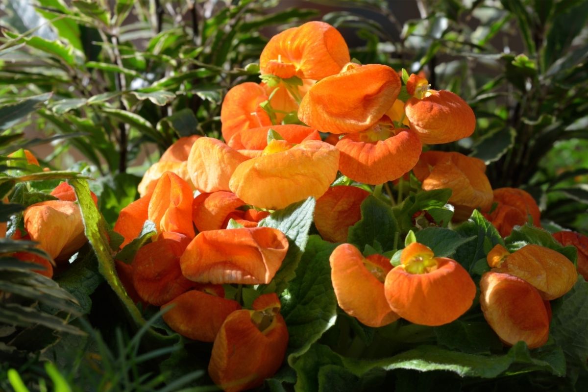 Pocketbook Orange Plants