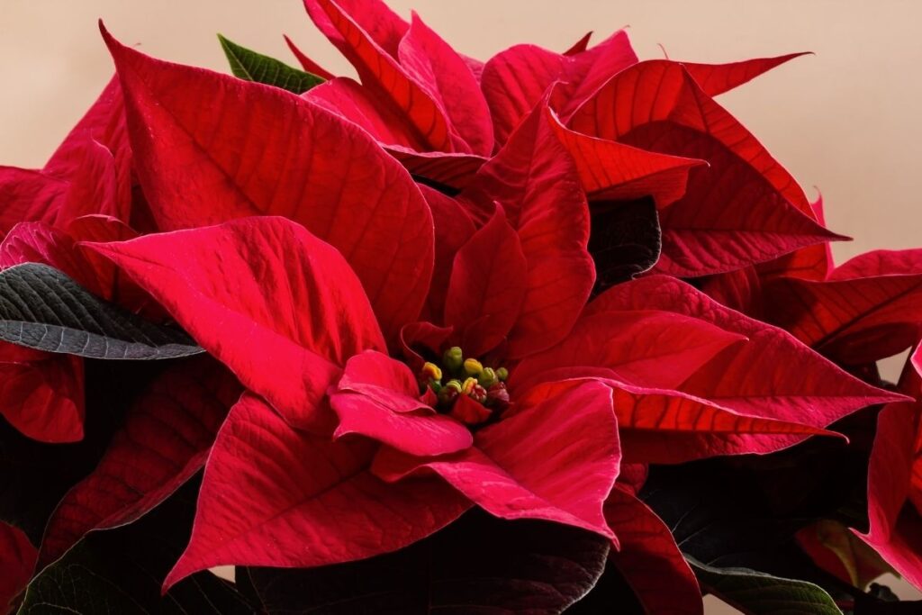 Poinsettia Blood Red Flowers