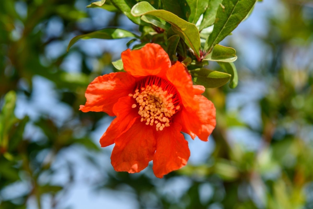 Pomegranate Flower