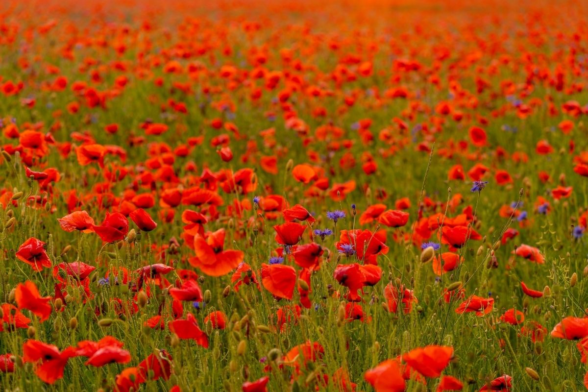 Poppy Flowers