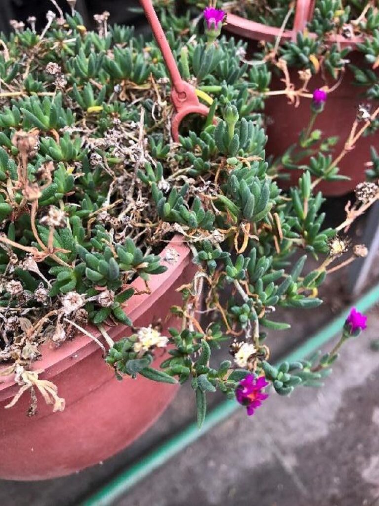 Portulaca - are succulents poisonous to cats