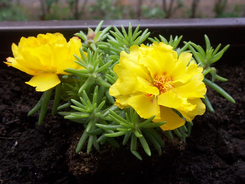 Portulaca