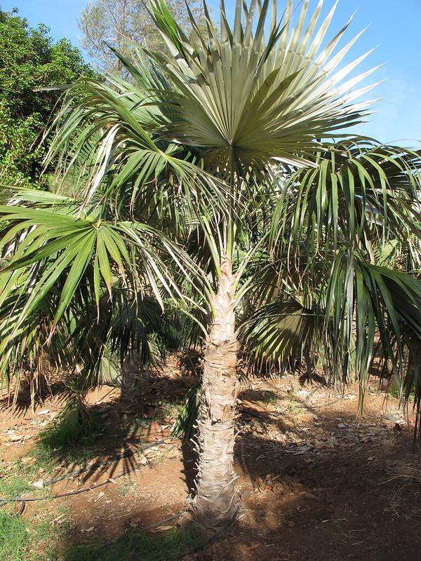 Proctor’s Silver Palm
