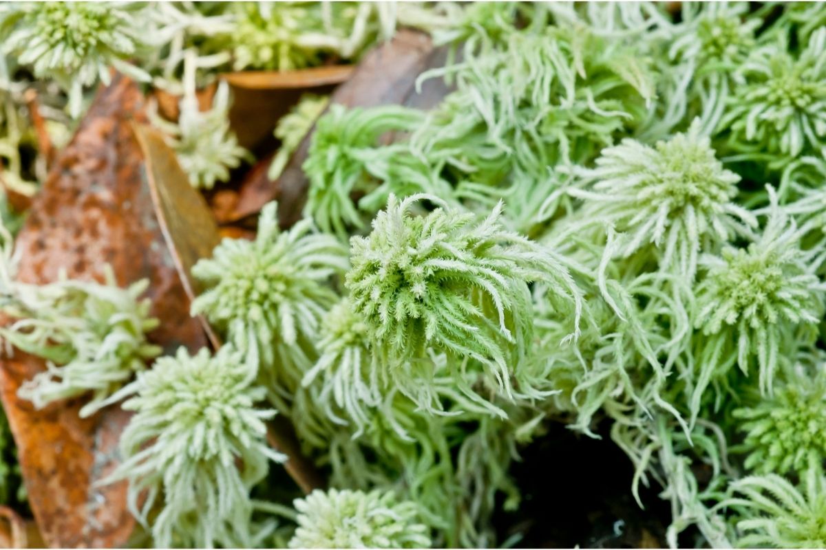 Propagating Ivy In Sphagnum Moss