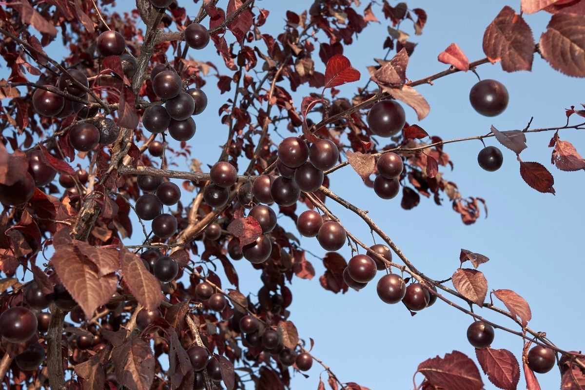 Prunus Cerasifera