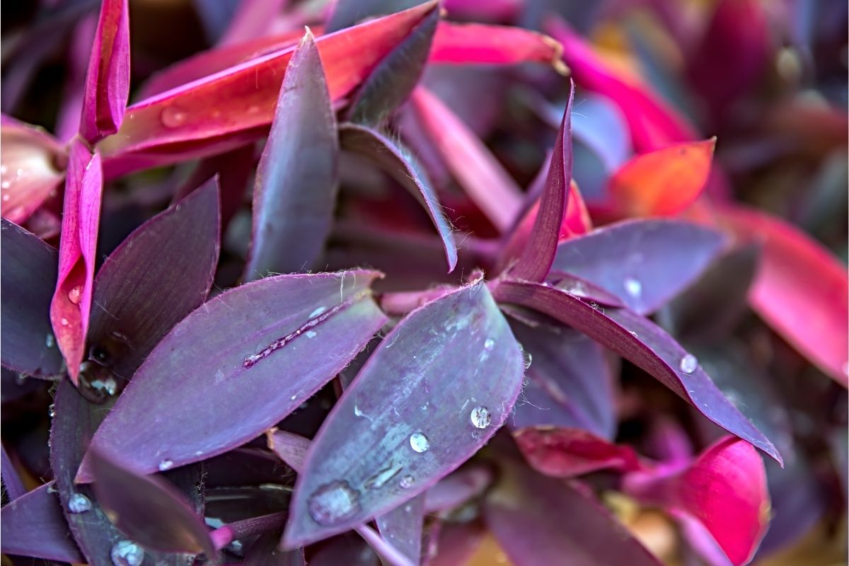 Purple Heart (Tradescantia Pallida)