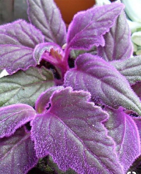 Purple Ivory Plant