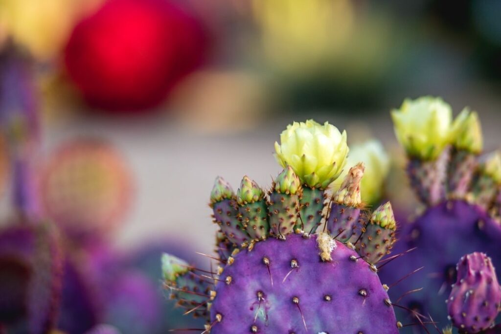Purple Santa Rita Prickly Pear Cactus