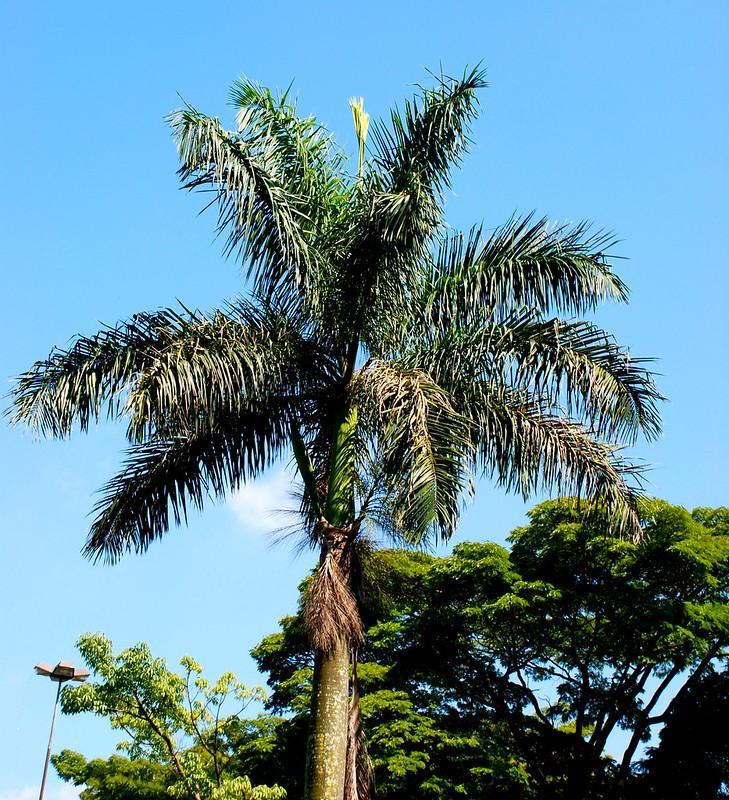 Queen Palm 